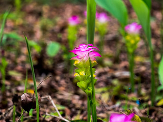 Pink Curcuma alismatifolia (Siam tulip) flowers blossom at Khao Yai National Park