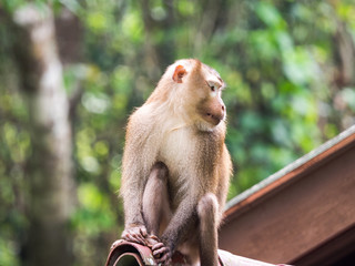 A wild monkey sitting on the roof at Khao Yai National Park, Thailand