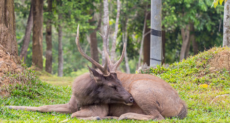 Closeup Male Samber Deer at Khao Yai National Park, Thailand