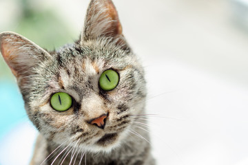 portrait of a beautiful cat with big and green eyes, copy space