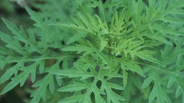 Ragweed green background