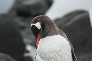 Naklejka premium Penguin at Antarctica.