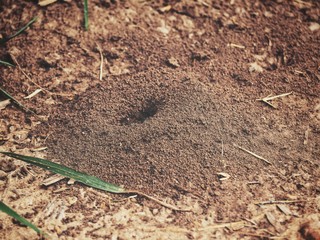 Close up of ants nest