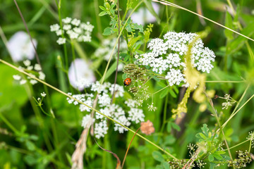 Ladybug close-up in green grass