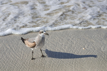 Large sea bird Albatross flies over the sea
