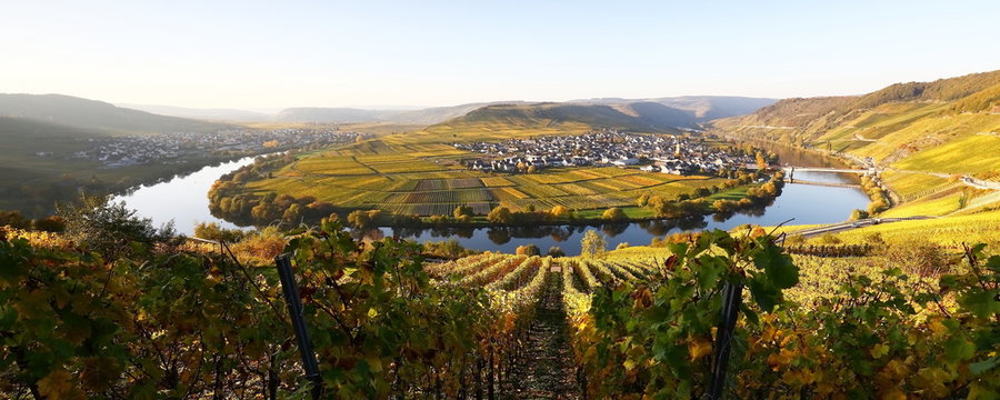 Moselschleife im Herbst bei Trittenheim
