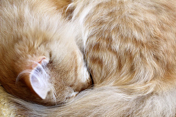 red cat sleeps sweetly and peacefully curled up in a ball