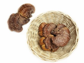 Ganoderma Lucidum - Ling Zhi Mushroom isolated white background