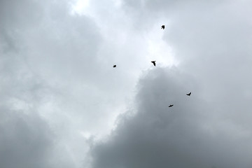 birds fly under the clouds are looking for where to hide in front of the rain