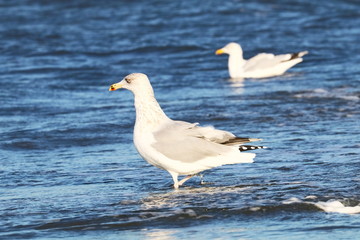 Silbermöwen am Strand