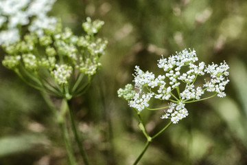 Fototapeta premium Close-up view of nice flower in field, blured background
