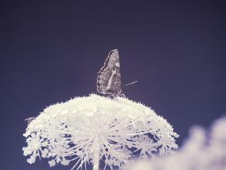 infrared photography - ir photo of a flower