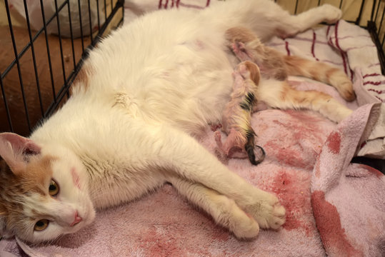 female  cat give birth