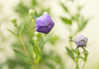 Big violet bud of balloon flower with next small buds in the background. Charming. 