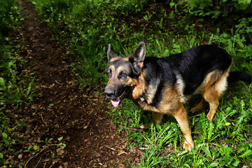 Dog German Shepherd in a forest in a summer