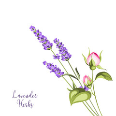 Label with roses and lavender. Bunch of summer flowers on a white background. Botanical illustration in vintage style. Sign lavender herbs in left bottom corner. Vector illustration