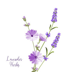 Label with lavender and endive. Bunch of summer flowers on a white background. Botanical illustration in vintage style. Sign lavender herbs in left bottom corner. Vector illustration.