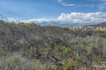 Dead Trees on a coastline of Spain.