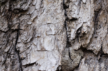Texture of the bark of a tree. Natural background of woody bark. Bark of a tree close-up.