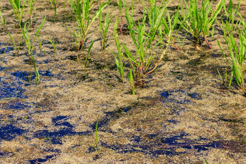 Surface of the pond overgrown with duckweed