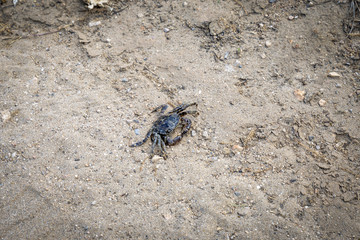 Crab in sand on a beach