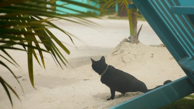 Black cat on the sand in tropical setting with people passing in background