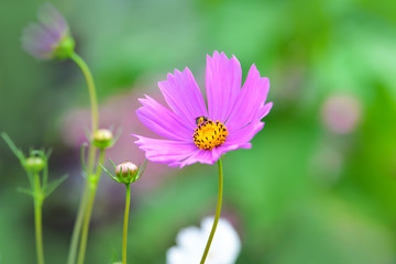 Obraz premium Blooming pink flower Cosmos in the field (garden).