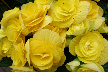 Beautiful yellow roses. Macro photography.