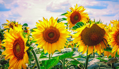 Bright yellow flower of a sunflower against a blue sky on a sunny day. sunflower field. Production...