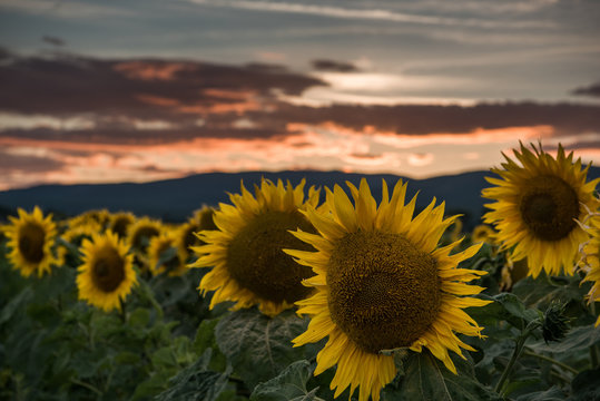 Sunflowers at the sunset © Jaroslav