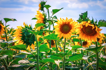 Bright yellow flower of a sunflower against a blue sky on a sunny day. sunflower field. Production of pellets from husk and sunflower oil.