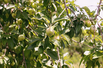 Ripening apples on a tree close up, sunny day. Photo of mature apples on a tree, fruit apple background.