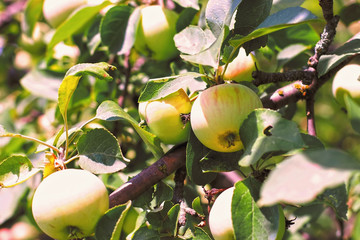 Fresh mature apples on a branch - Photo of mature apples on a tree, fruit apple background.
