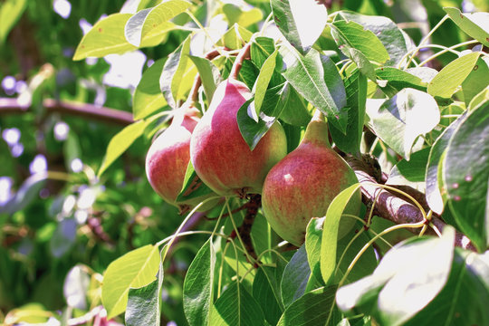 Fresh mature pears on a branch - Photo of mature pear fruit on a tree, fruit background.