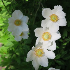Anemone, small white, yellow flowering plant in early spring