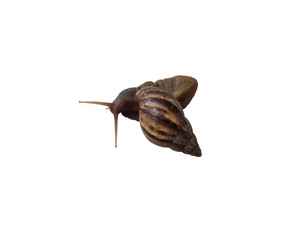 Top view Snail isolated on white background