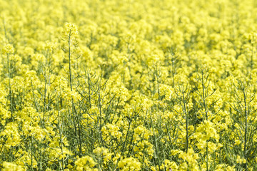 Obraz premium Raps Feld Landwirtschaft