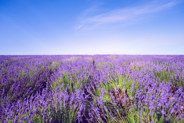 Naklejka premium Lavender Field in the summer