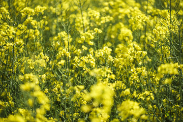 Raps Feld Landwirtschaft