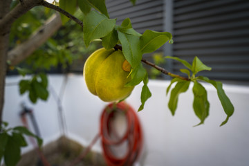 Sweet peach fruit growing on a peach tree branch