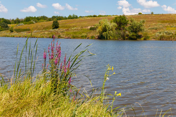 Purple Loosestrife (Lythrum Salicaria) flowers on a lakeshore