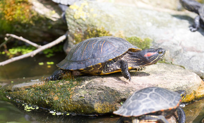 European bog turtle - Emys orbicularis