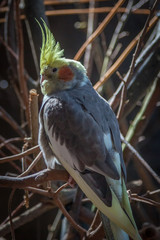 cockatiel on a pearch