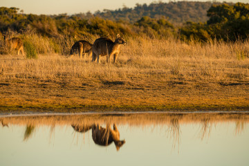 Kangaroo in open field during a golden sunset with reflection