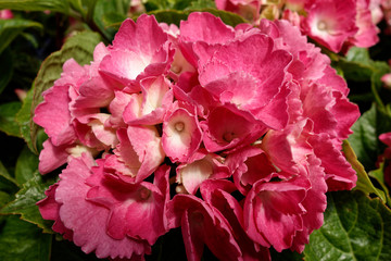 Beautiful pink flowers. Macro photography.