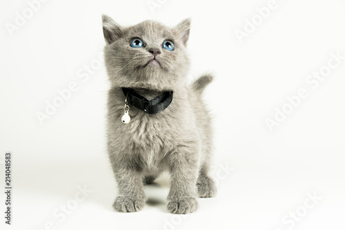 British Shorthair Kitten Stock Photo And Royalty Free Images On