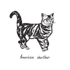 American shorthair, cat breeds illustration with inscription, hand drawn doodle, sketch, outline black and white vector