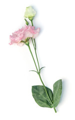 beauty pink eustoma flower isolated on white background