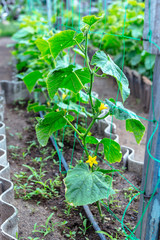 Young cucumbers in a small garden