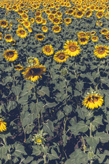 Obraz premium Beautiful sunflower field in the afternoon